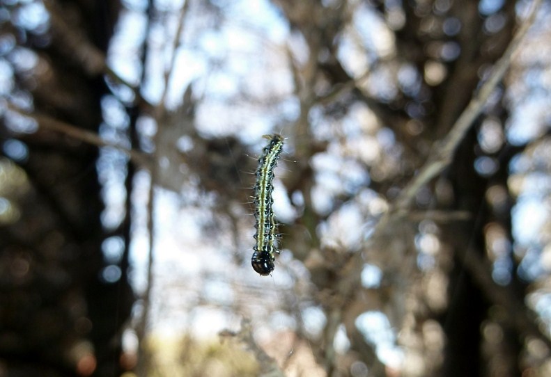 larva di Cydalima perspectalis? Sì